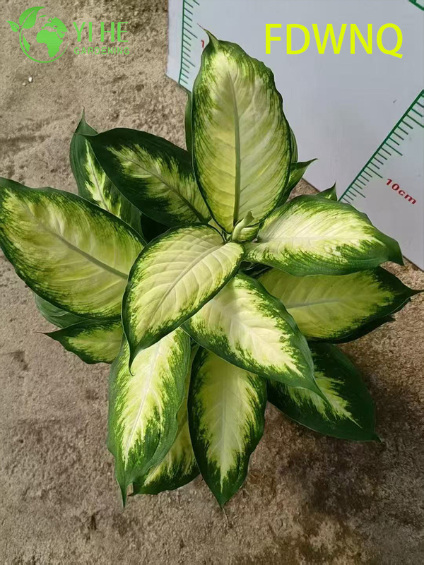 Wholesale Dieffenbachia Camille Live Variegated Dumb Cane Starter Plug Seedlings