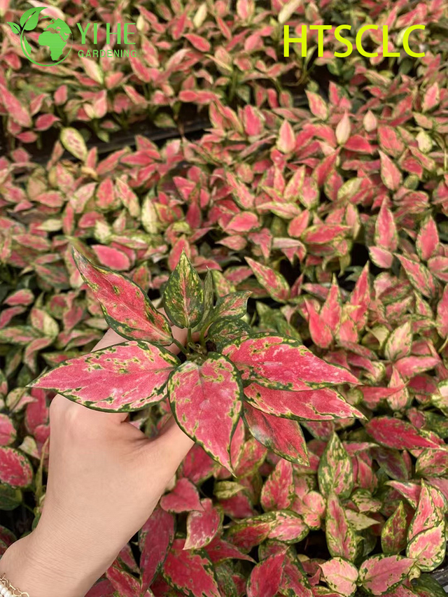 Wholesale Aglaonema Red Angel Live Chinese Evergreen Starter Plug Seedlings