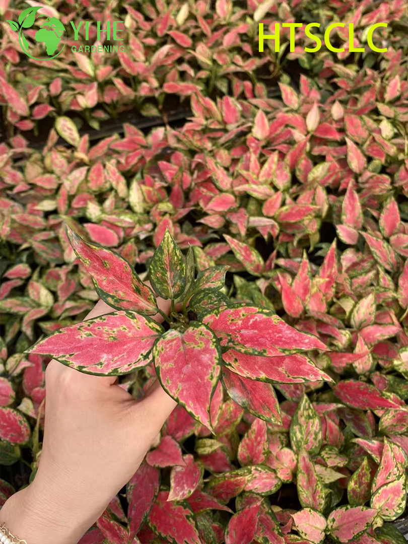 Wholesale Aglaonema Red Angel Live Chinese Evergreen Starter Plug Seedlings