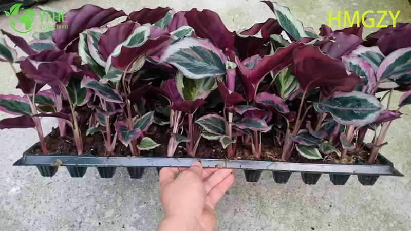 Wholesale Calathea Dottie Black Live Prayer Plant Starter Plug Seedlings
