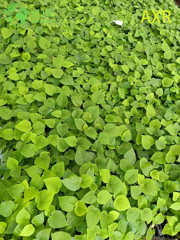 Wholesale Ficus Umbellata Heart-Leaf Fig Live Starter Plant Plug Seedlings
