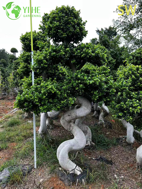 S-shaped Ficus Bonsai