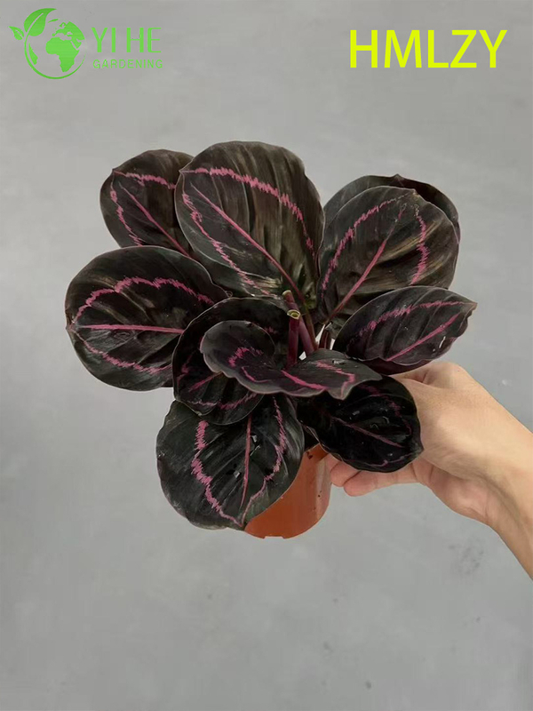 Wholesale Calathea Pinstripe Live Prayer Plant Starter Plug Seedlings