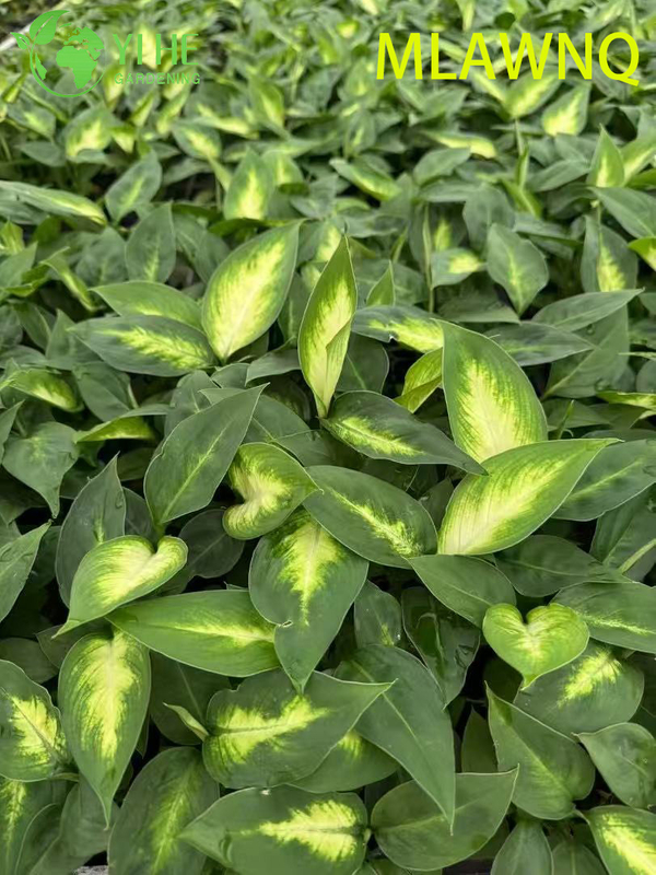 Wholesale Dieffenbachia Marianne Live Variegated Dumb Cane Plug Seedlings