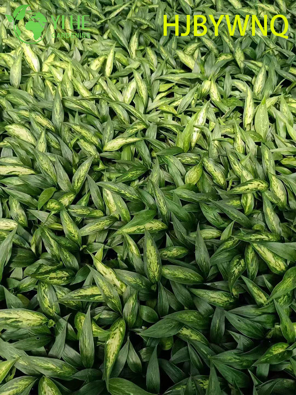 Wholesale Dieffenbachia Star Bright Live Variegated Dumb Cane Plug Seedlings
