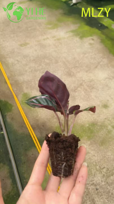 Wholesale Calathea Peacock Plant Live Prayer Plant Starter Plug Seedlings
