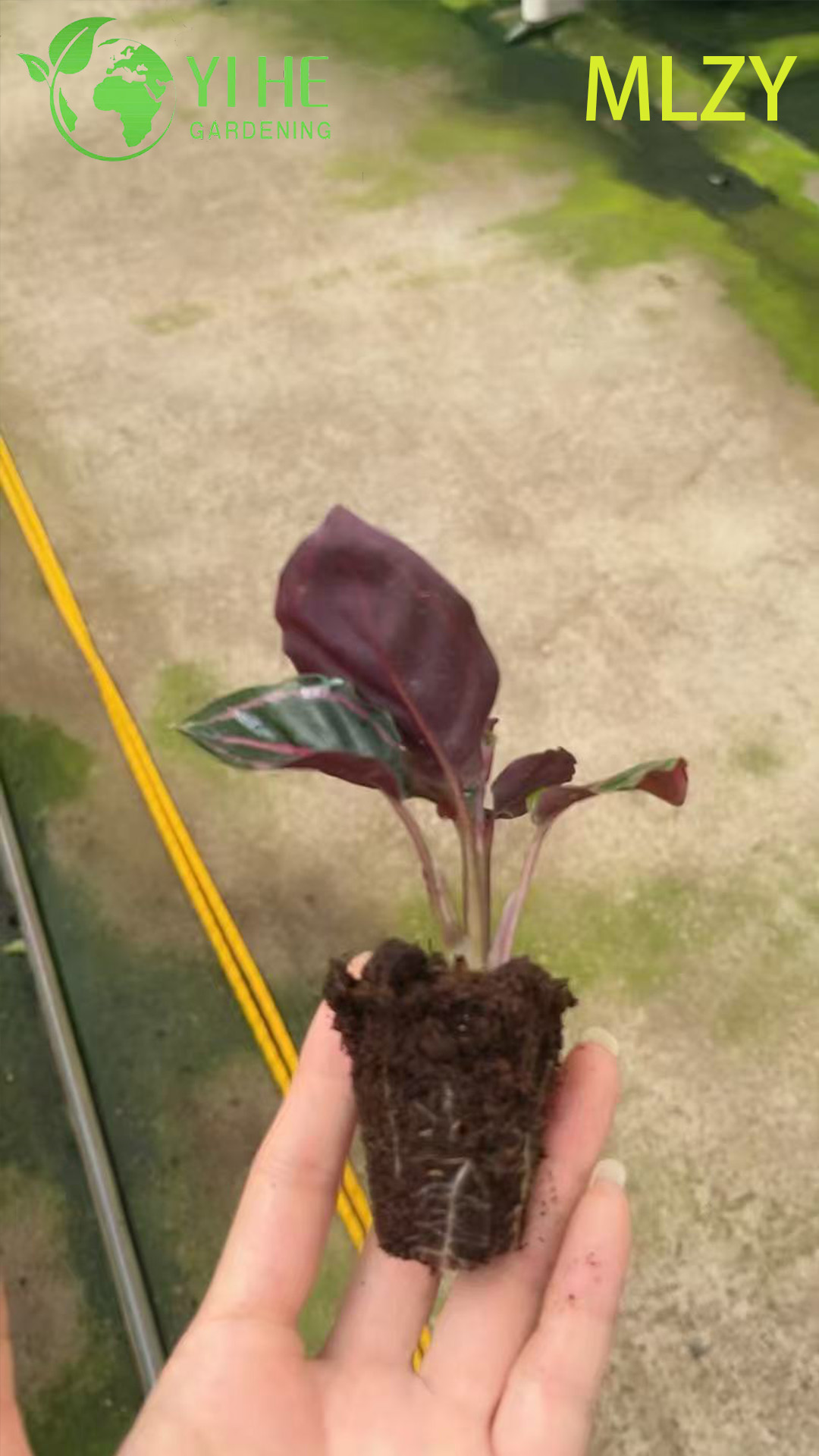 Wholesale Calathea Peacock Plant Live Prayer Plant Starter Plug Seedlings