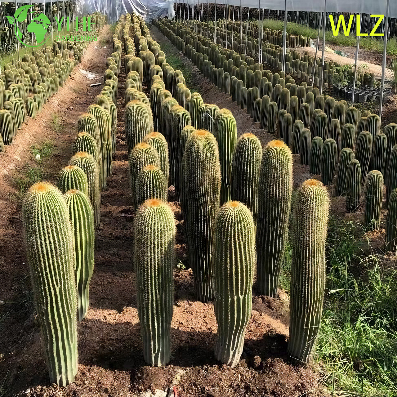 Large Golden Tower Parodia Columnar Cactus for Outdoor Landscaping Bonsai