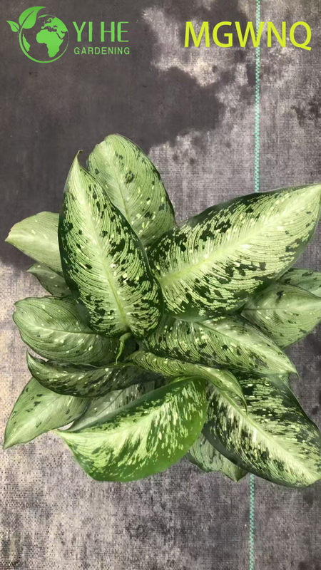 Wholesale Dieffenbachia Tiki Variegated Dumb Cane Starter Plant Seedlings