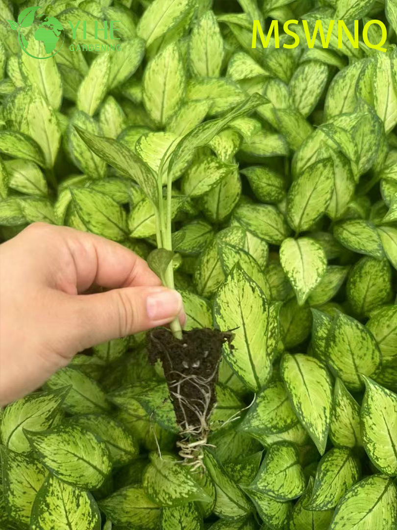 Wholesale Dieffenbachia Marsha Live Variegated Dumb Cane Plug Seedlings