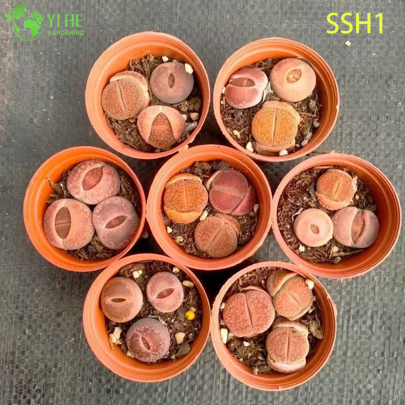 Wholesale Live Lithops Living Stones Plant Assorted Flowering Succulent Bonsai