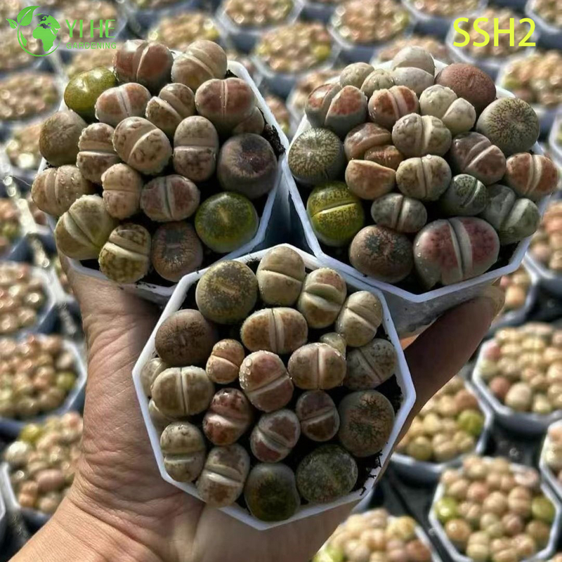 Wholesale White Flowering Lithops Living Stones Assorted Succulent Plant Bonsai