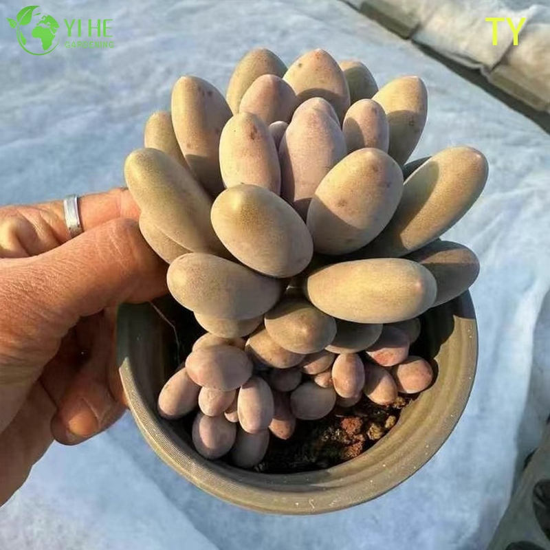Wholesale Pink Moonstone Succulent Pachyphytum Live Plant Cluster Bonsai