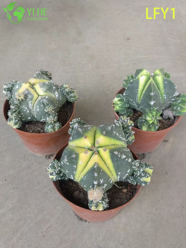 Wholesale Live Variegated Astrophytum Cactus for Collector's Succulent Nursery Bonsai