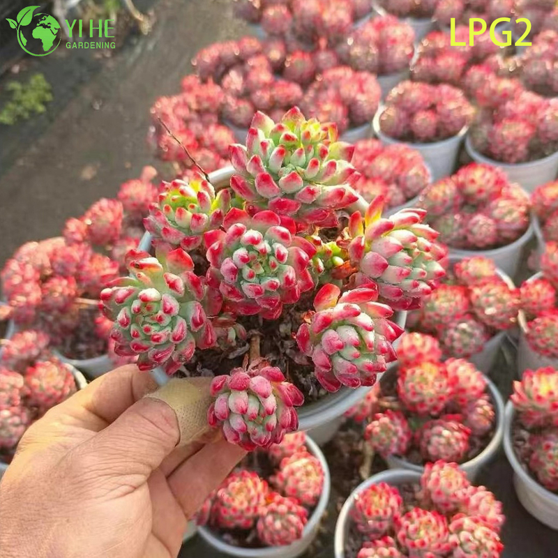 Lush Pink Echeveria Succulent Cluster for Home Decor Bonsai