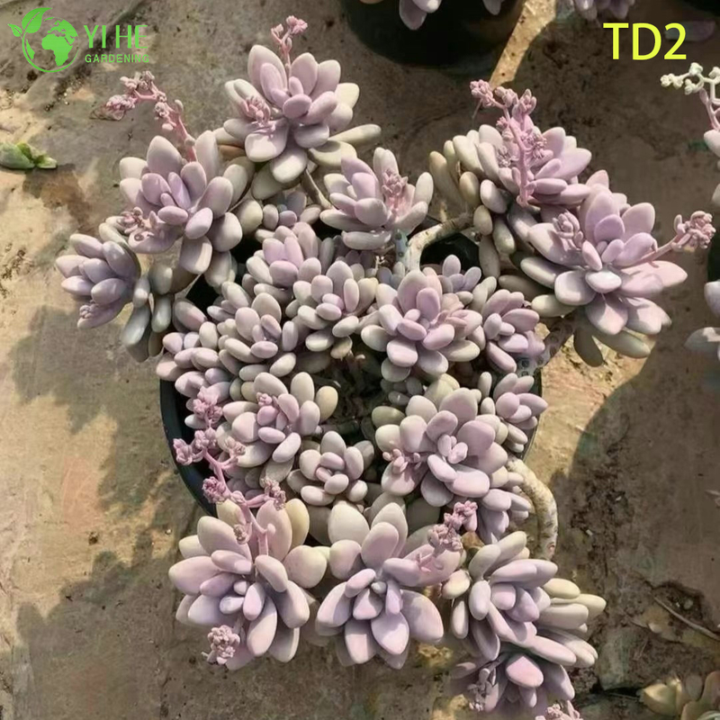 Wholesale Lavender Pink Moonstones Succulent Live Plant Cluster Bonsai
