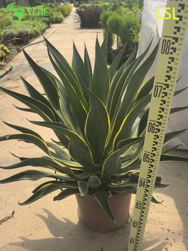 Large Variegated Agave Live Plant for Outdoor Landscape Decor Bonsai