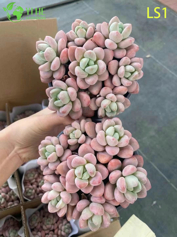 Live Chubby Pink Succulent Wholesale Nursery Rosette Cluster Plant Bonsai