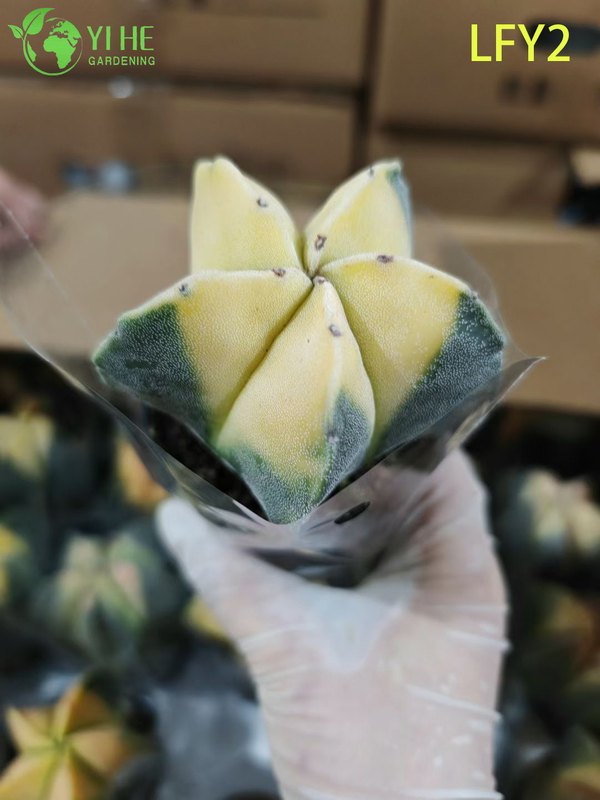 Premium Sunrise Variegated Astrophytum Myriostigma Cactus Wholesale Bonsai