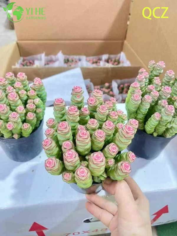 Live Pink Variegated Necklace Vine Succulent Crassula Wholesale Cluster Bonsai