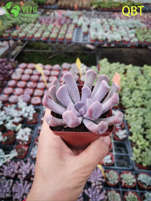 Wholesale Echeveria Cupid Succulent with Heart-Shaped Leaves Bonsai