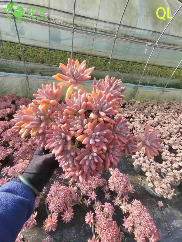 Wholesale Pink Peach Sunset Succulent Graptosedum Francesco Baldi Live Plant Bonsai