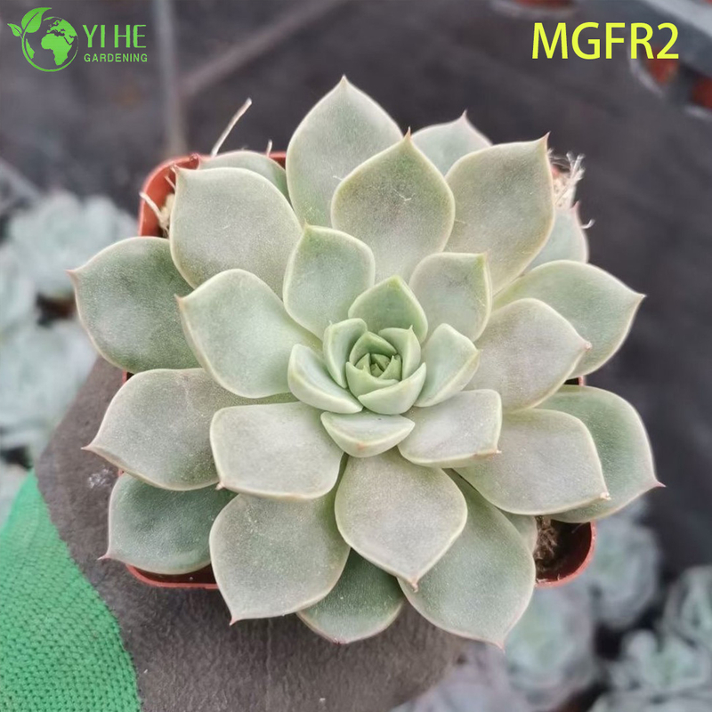 Wholesale Echeveria Madame Rose Succulent Cluster Live Plant Bonsai