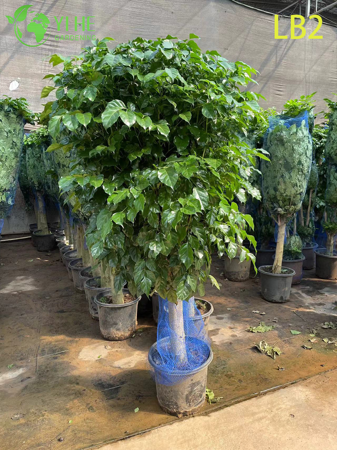 Single Ball Topiary China Doll Standard Wholesale Radermachera Tree Indoor Foliage Tree