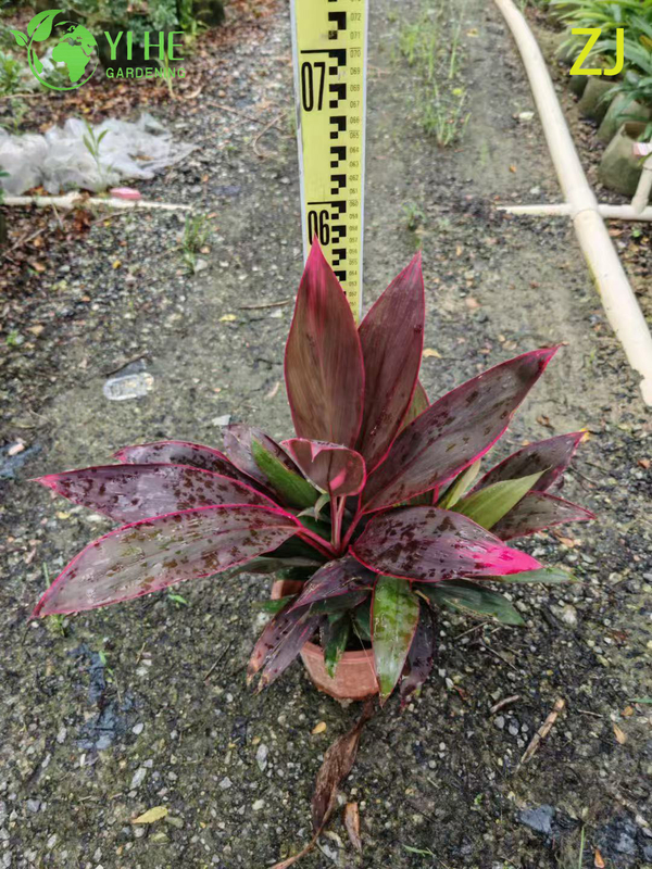 Wholesale Hot Pink Cordyline Ti Plant Live Tropical Foliage Bonsai