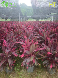 Wholesale Red Ruby Cordyline Ti Plant for Tropical Landscaping Bonsai