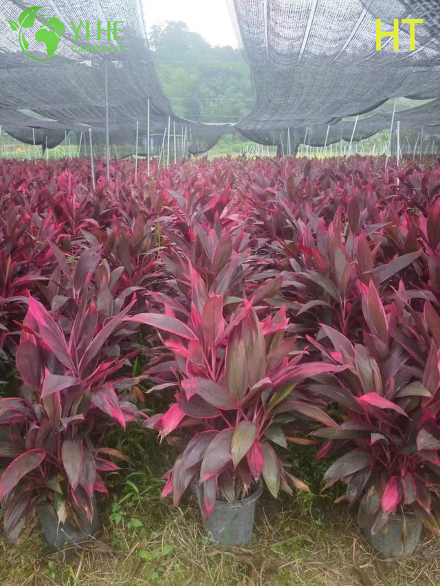 Wholesale Red Ruby Cordyline Ti Plant for Tropical Landscaping Bonsai