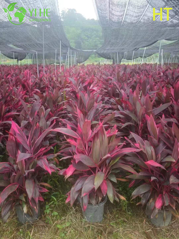 Wholesale Red Ruby Cordyline Ti Plant for Tropical Landscaping Bonsai