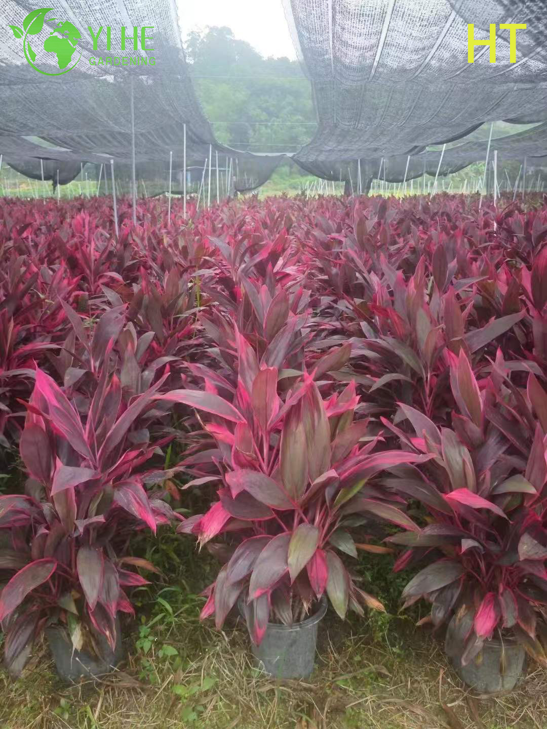 Wholesale Red Ruby Cordyline Ti Plant for Tropical Landscaping Bonsai