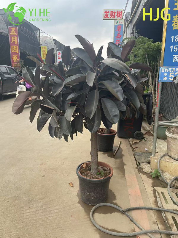 Wholesale Black Prince Rubber Tree Ficus Elastica Houseplant Bonsai