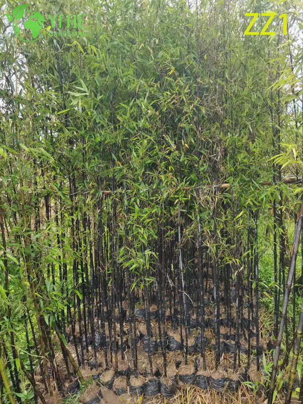 Wholesale Live Bamboo Plant Canes for Garden Privacy Screen Bonsai