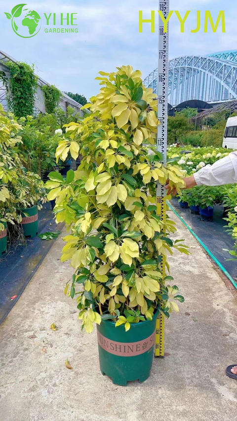 Wholesale Golden Variegated Schefflera Umbrella Tree Plant Bonsai