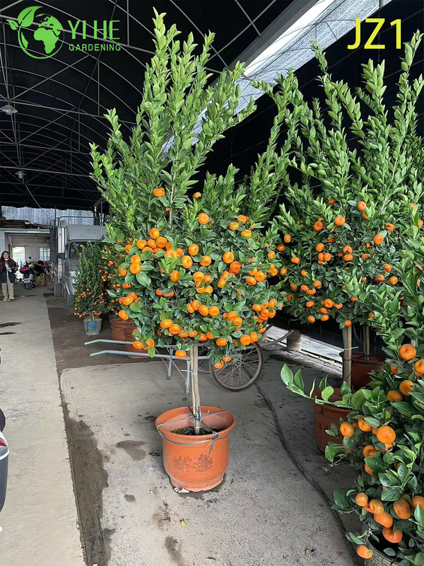 Wholesale Potted Orange Tree Live Fruiting Edible Citrus Plant Bonsai