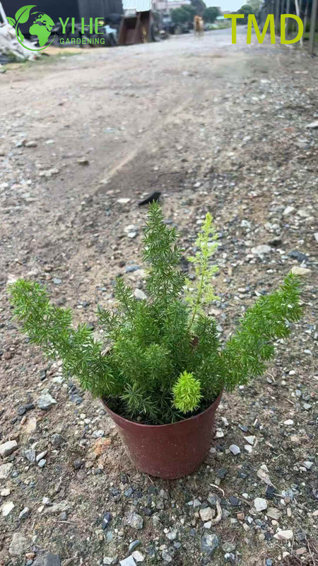 Wholesale Foxtail Fern Live Asparagus Plume Accent Plant Bonsai