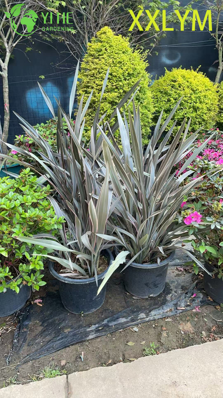 Wholesale Bronze New Zealand Flax Live Architectural Phormium Plant Bonsai