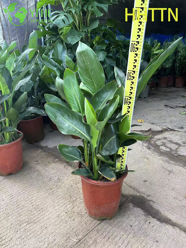 Wholesale Yellow Bird of Paradise Live Strelitzia Tropical Plant Bonsai