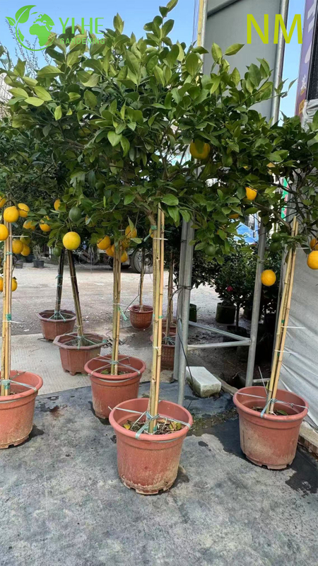 Wholesale Lemon Patio Tree Standard Live Fruiting Citrus Plant Bonsai
