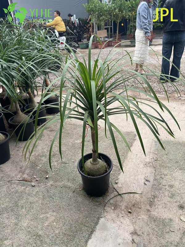 Wholesale Ponytail Palm Elephant's Foot Live Beaucarnea Plant Bonsai