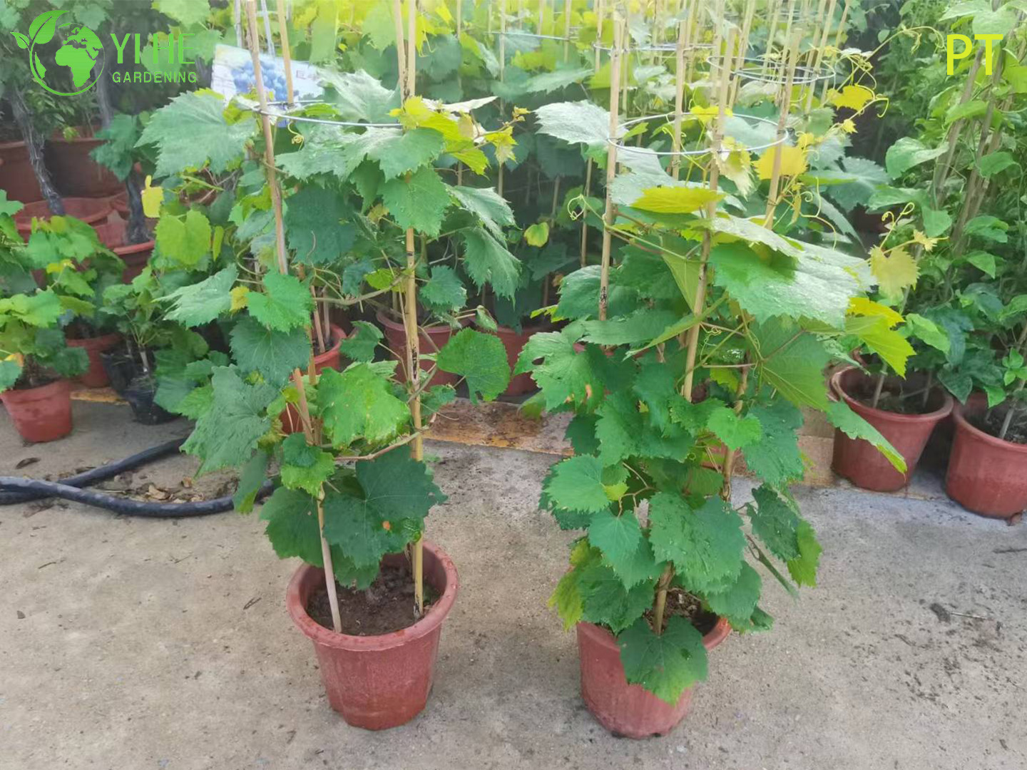 Vitis Vinifera Vineyard-Quality Grapevine Plant Bonsai Tree