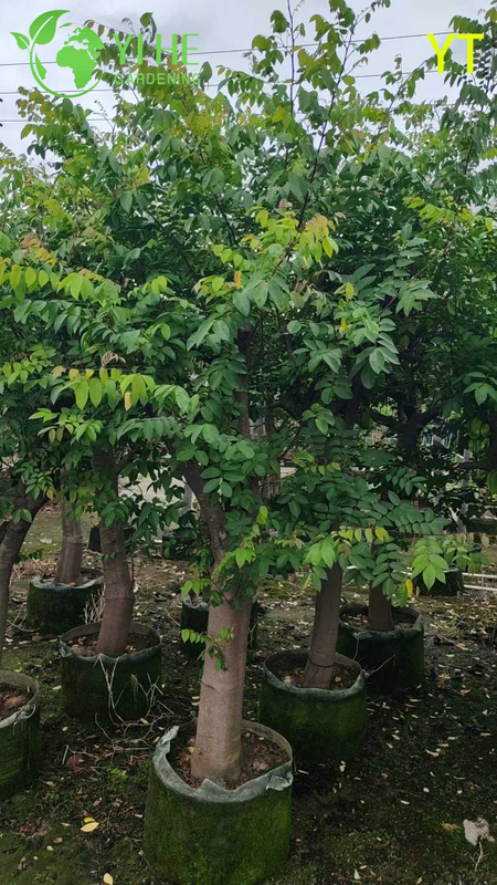 Live Star Fruit Carambola Tree with Sweet Star-Shaped Fruit Averrhoa Carambola Bonsai