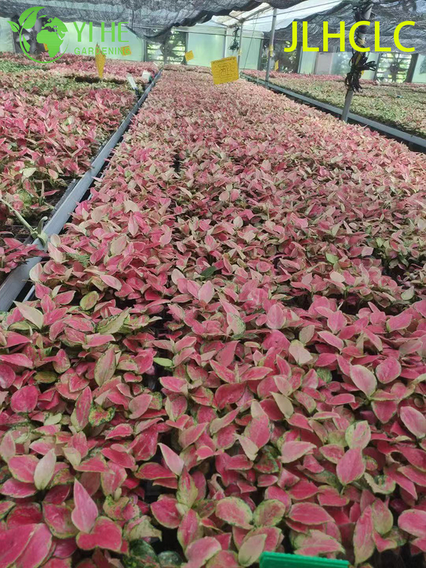 Aglaonema Auspicious RedRed Chinese EvergreenColorful Foliage PlantGood Fortune Plant Seedlings