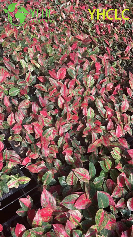 Wholesale Aglaonema Fireworks Live Chinese Evergreen Starter Plug Seedlings
