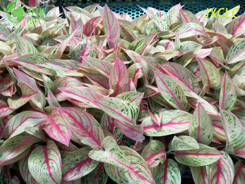 Wholesale Aglaonema Golden Star Live Chinese Evergreen Starter Plug Seedlings
