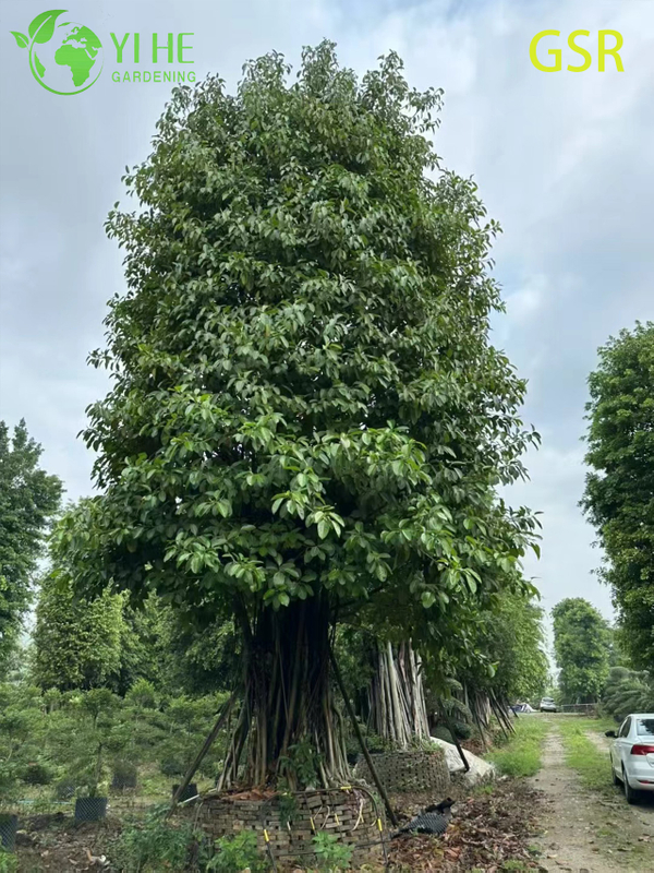 Large Outdoor Evergreen Ficus Altissima Tree for Landscaping Bonsai