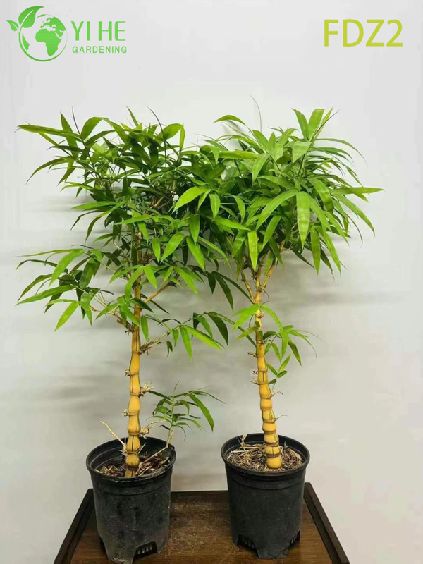 Ornamental Clumping Buddha Belly Bamboo for Bonsai and Screening Bonsai