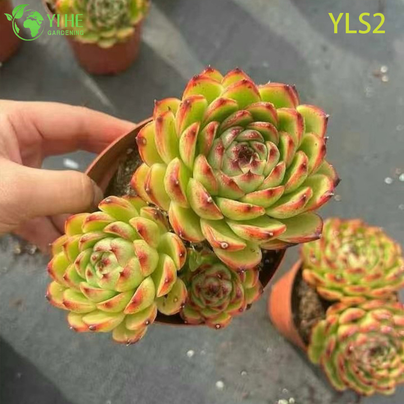 Wholesale Echeveria Taurus Live Korean Hybrid Succulent Plant Bonsai